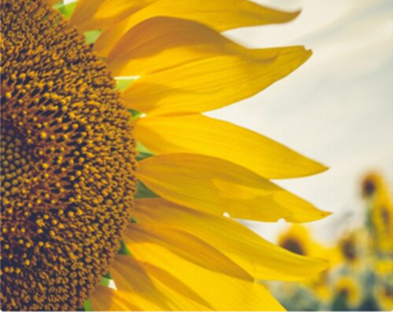 Amelioration of Problematic Soils